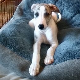 Whippet Puppies from In Vogue Whippets
