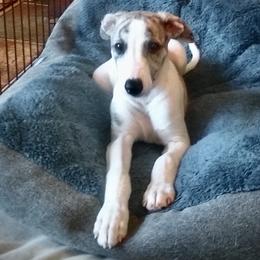 Whippet Puppies from In Vogue Whippets