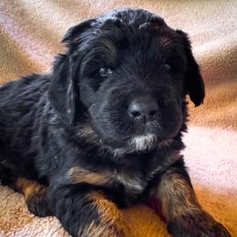 Annie - Tri-color female Bernedoodle puppy in Grant City, Missouri from Timberline Paws