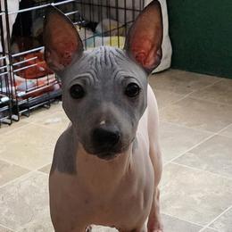 Peppermint Patty - Black tan and white female American Hairless Terrier puppy in Toto, Indiana from Toto Terriers