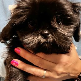 Shih Tzu Puppies from Jessica’s Shih Tzus