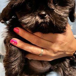 Shih Tzu Puppies from Jessica’s Shih Tzus