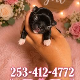 Sparkler - Black and white female Chihuahua puppy in Parkland, Washington from Best pets