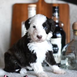 Mojito - Brown and white female Portuguese Water Dog puppy in Hastings, Michigan from Hilltop Portuguese Water Dogs