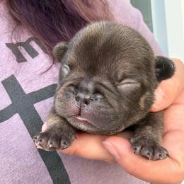 Justice - Blue male French Bulldog puppy in Carlisle, Ohio from Gibson Acres