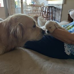 Golden Retriever Puppies from The Golden Garden