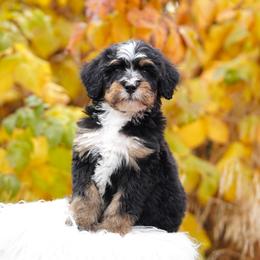 Cooper - Tri-color male Bernedoodle puppy in Spokane, Washington from Lilac City Doodles