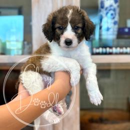 Rex - Grey - Brown and white male Bernedoodle puppy in Rockwall, Texas from Glory Doodles