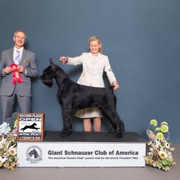 Belle - Giant Schnauzer