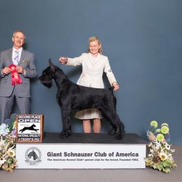 Belle - Giant Schnauzer