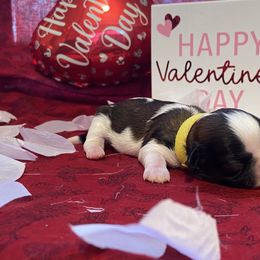 Shih Tzu Puppies from Puppy Paw Prince