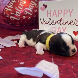 Shih Tzu Puppies from Puppy Paw Prince