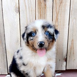 Boy 1 - Blue merle Australian Shepherd puppy in Chino, California from RanchLand Aussies HC