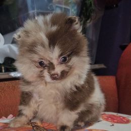 Hunnibunnies venus - Chocolate merle female Pomeranian puppy in Cleveland, Ohio from Hunnibunnies