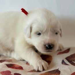 Pom Pom - White female Great Pyrenees puppy in San Marcos, California from Faith Family Freedom Farm