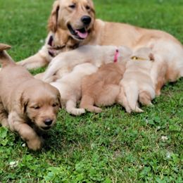 Golden Retriever Puppies from JK Goldens