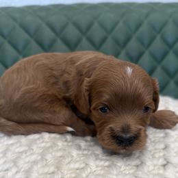 Simba - Red male Cavapoo puppy in Central, Arizona from Desert Valley Doodles