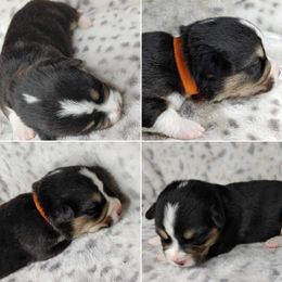 American Corgi Puppies from Cold Creek Family Farm LLC