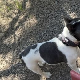 French Bulldogs from Felicia DeRose