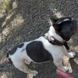 French Bulldogs from Felicia DeRose