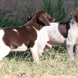 German Shorthaired Pointer and Vizsla Puppies from Big Country Kennels