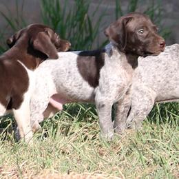 German Shorthaired Pointer and Vizsla Puppies from Big Country Kennels