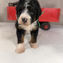 M and M - Tri-color male Bernedoodle puppy in Luana, Iowa from Country View Bernedoodles and Goldendoodles