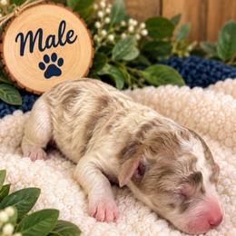 Yoshi - White male Poodle puppy in Athens, Tennessee from Paws & Kisses
