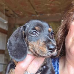 Pippie's black and tan brindle smooth boy - Black and tan male Dachshund puppy in Caldwell, Idaho from Dozendachs