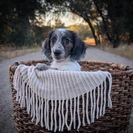 Halley - Piebald female Dachshund puppy in Valley Center, California from Destiny Dachsunds