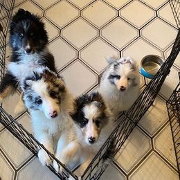 "Piper X Gunner litter, Feb 17, 2022" Shetland Sheepdog Puppies from Abbeyglen Shelties