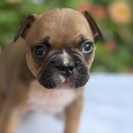 Ozzy - Fawn and white male French Bulldog puppy in Ford City, Pennsylvania from DeWitt Frenchies