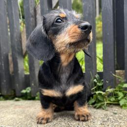 Blk Boy Softwire - Black and tan male Dachshund puppy in Fieldbrook, California from Honeydox Miniature Dachshunds