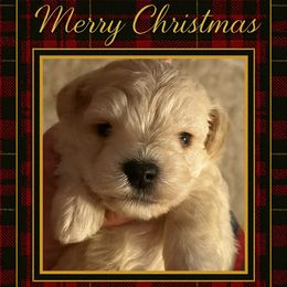 Paxton - Wheaten male Miniature Schnauzer puppy in Newton, Alabama from Grace’s Schnauzers Paradise USA