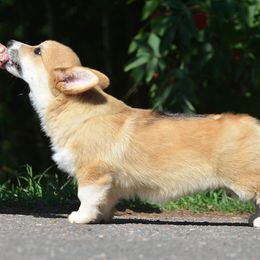 Pembroke Welsh Corgi Puppies from Cattal Corgis