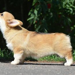 Pembroke Welsh Corgi Puppies from Cattal Corgis