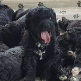 Portuguese Water Dog Puppies from Bela Vida PWDs
