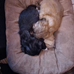 Shih Tzu puppies from Wild Wind Shih Tzu