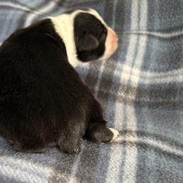 Miniature American Shepherd Puppies from Bond’s MAS