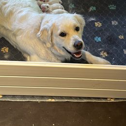 Golden Retriever Puppies from Avalon English Retrievers