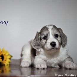 Goldendoodle and Aussiedoodle Puppies from Sister Doodles