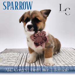 Sparrow - Sable female Pembroke Welsh Corgi puppy in Pine Village, Indiana from NL Horsemanship