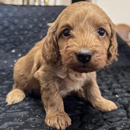 Dean - Red male Cockapoo puppy in Sheridan, Missouri from Shepherdsfold’s Cockapoos
