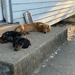 Holly - Red female Dachshund puppy in Mountain Home, Arkansas from Furry Friends Kennel