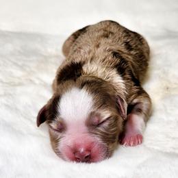 Porter - Red merle male Miniature Australian Shepherd puppy in Mc Alester, Oklahoma from Angel's Aussies