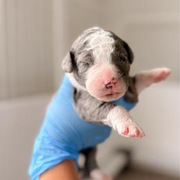 Mint Green - Merle male Bernedoodle puppy in Cold Spring, Minnesota from A.N.A. Doodles