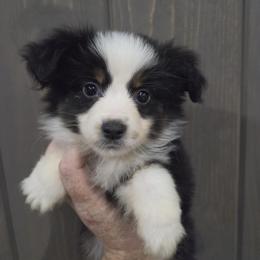 Lottie - Black tri female Miniature American Shepherd puppy in Delta, Ohio from Sunrise Miniature American Shepherds