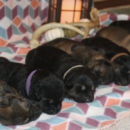 German Shepherd Puppies from Aydt's Shepherds and Training LLC