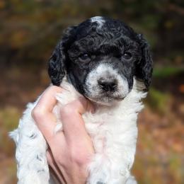Louis - Parti male Poodle puppy in Salem Township, Maine from Moirae Poodles