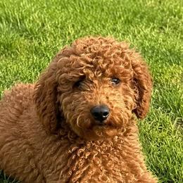Turbo - Goldendoodle